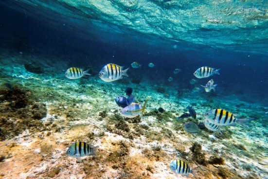 Korallenriff mit gestreiften Fischen unter Wasser