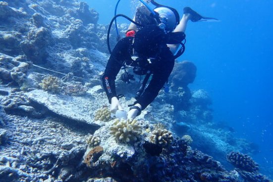 Taucher prüft den Gesundheitszustand der Koralle unter Wasser