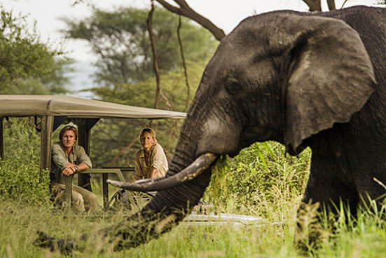 Ein Paar sitzt in einem Safari-Fahrzeug und beobachtet einen Elefanten in der Wildnis.