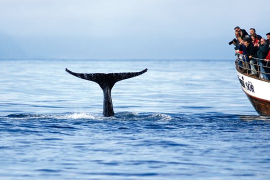Touristen im Schiff auf Whalewatching Tour fotografieren die Schwanzflosse eines abtauchenden Wales.