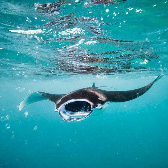 Eine Manta-Rochen schwimmt elegant im klaren Wasser der Malediven.