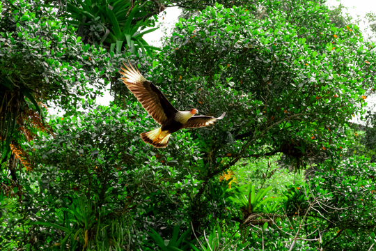 Tropischer Vogel fliegt durch den Dschungel der Wilderness Lodge